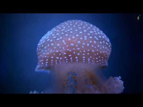 What Makes Jellyfish IMMORTAL? World Jellyfish Day 2024
